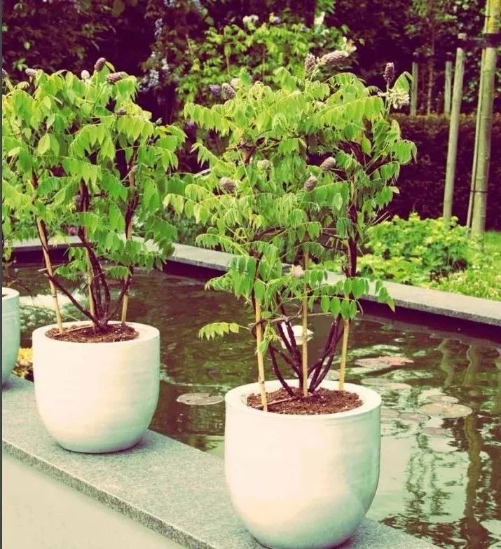 紫藤花什么时候开花(紫藤的花期时长介绍)