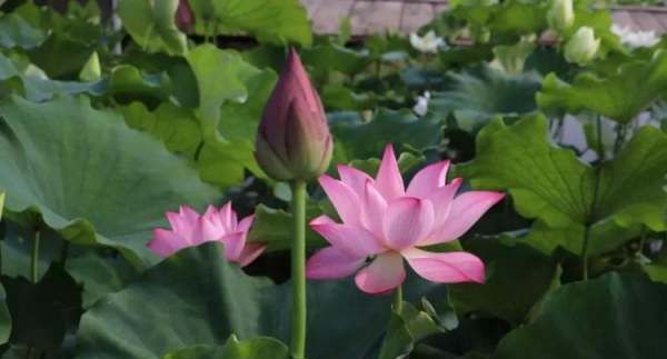 夏天早上几点天亮,一年四季都是几点天亮几点天黑呢图5