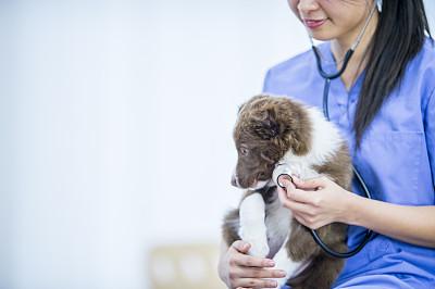 道格队长狗狗的养护知识42期三分钟了解狗狗心脏病的知识 道格队长狗狗的养护知识42期三分钟了解狗狗心脏病的知识(4)