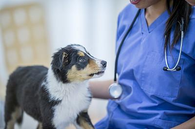 道格队长狗狗的养护知识42期三分钟了解狗狗心脏病的知识 道格队长狗狗的养护知识42期三分钟了解狗狗心脏病的知识(3)