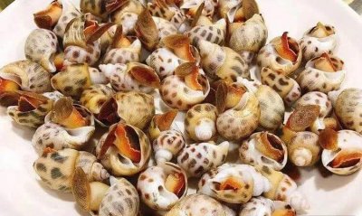 ​海螺蒸多久才熟，蒸海螺的正确方法蒸几分钟
