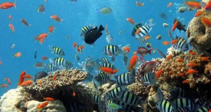 全球最大的水族馆，为保护海洋生物，游客进入需要严格的安检！