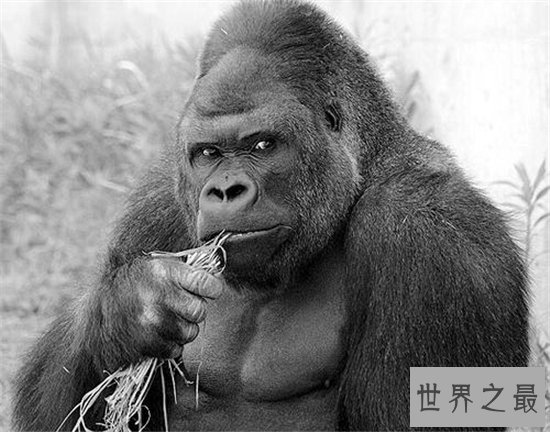 日本史上最帅大猩猩，帅到日本AV女优都想嫁给它！