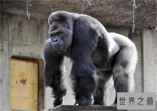 日本史上最帅大猩猩，帅到日本AV女优都想嫁给它！