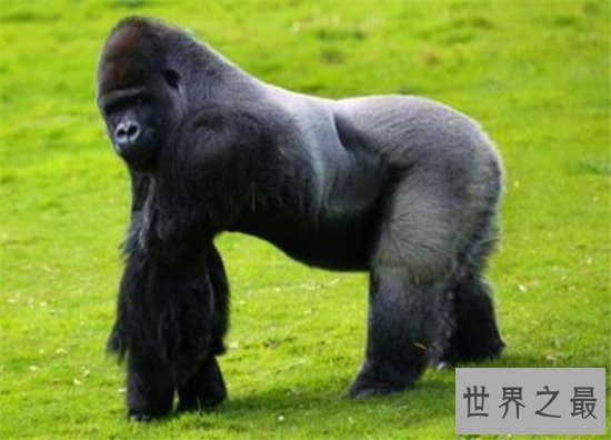 日本史上最帅大猩猩，帅到日本AV女优都想嫁给它！