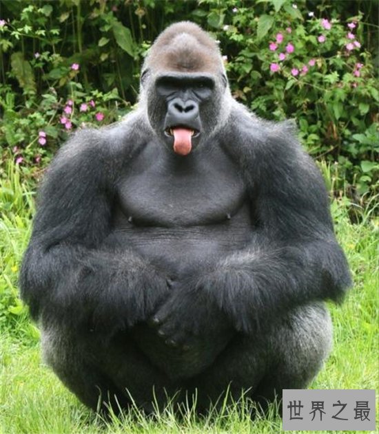 日本史上最帅大猩猩，帅到日本AV女优都想嫁给它！