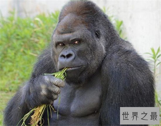 日本史上最帅大猩猩，帅到日本AV女优都想嫁给它！