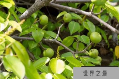 ​世界上最有脾气的三种树：果实和叶子均有毒