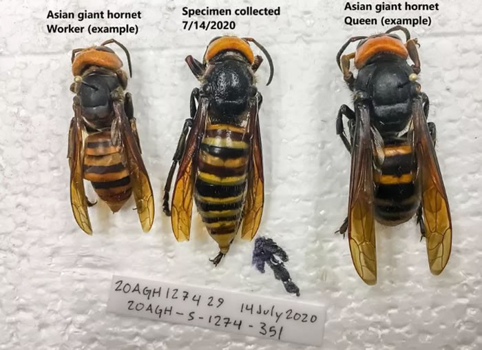 美国华盛顿州农业部工作人员第一次通过陷阱捕获“杀人大黄蜂”