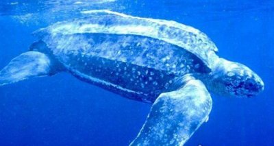 ​世界上最大的海龟是什么龟