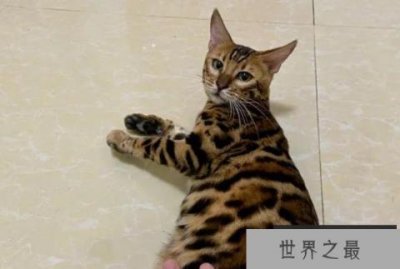 ​世界十大最美的猫 布偶猫是美国品种(性情温顺)