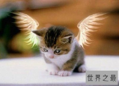 ​天使猫目击事件经过介绍 一种会飞的带翅膀猫