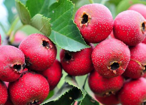 秋天有什么水果,秋天有什么水果图片图12