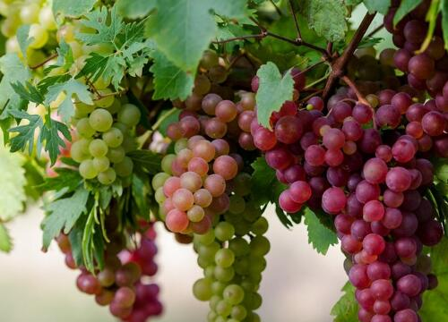 秋天有什么水果,秋天有什么水果图片图15