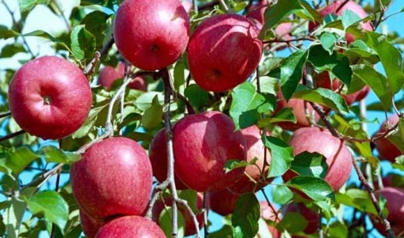 秋天有什么水果,秋天有什么水果图片图3