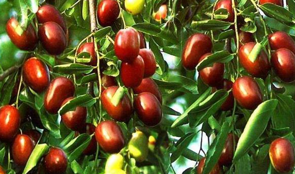 秋天有什么水果,秋天有什么水果图片图1