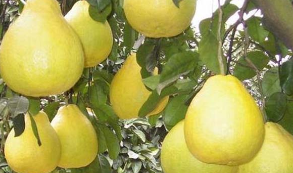 秋天有什么水果,秋天有什么水果图片图2