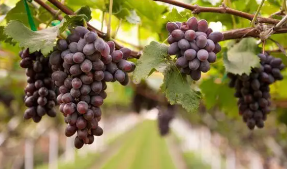 秋天有什么水果,秋天有什么水果图片图4