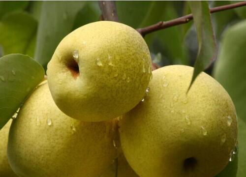 秋天有什么水果,秋天有什么水果图片图16