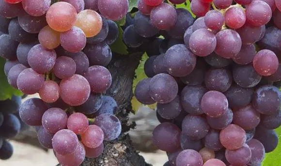 秋天有什么水果,秋天有什么水果图片图8