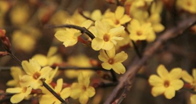 迎春花唯美古诗词30首丨金英翠萼带春寒，黄色花中有几般