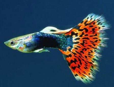 鱼缸里适合养哪些品种的鱼（哪些观赏鱼适合养在小鱼缸里）(11)