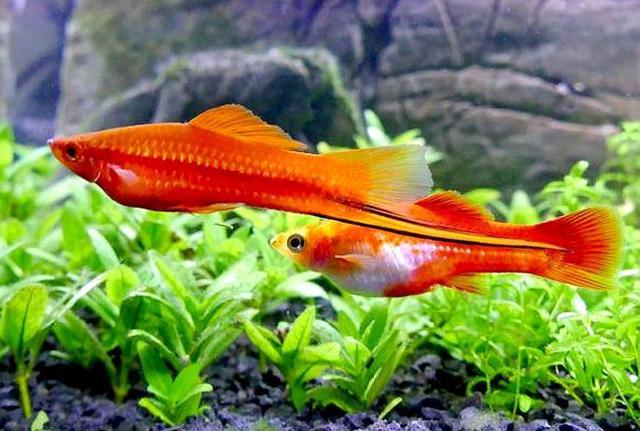 鱼缸里适合养哪些品种的鱼（哪些观赏鱼适合养在小鱼缸里）(8)