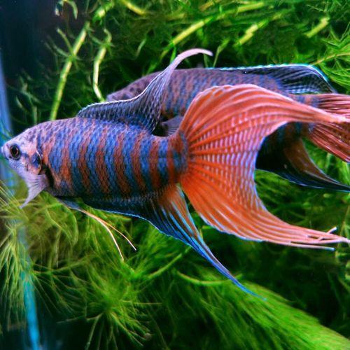 鱼缸里适合养哪些品种的鱼（哪些观赏鱼适合养在小鱼缸里）(5)