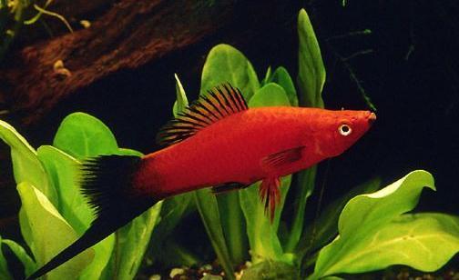 鱼缸里适合养哪些品种的鱼（哪些观赏鱼适合养在小鱼缸里）(7)