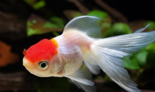 鱼缸里适合养哪些品种的鱼（哪些观赏鱼适合养在小鱼缸里）(1)