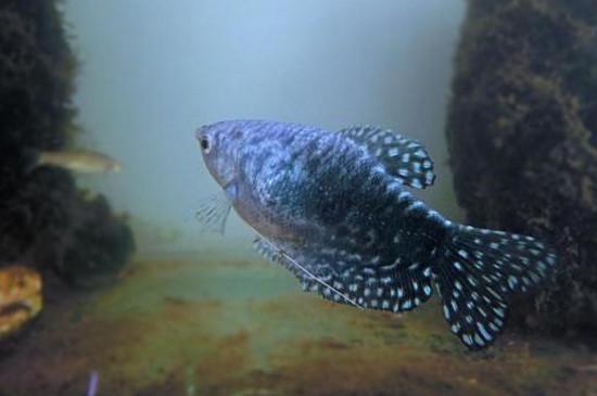 鱼缸里适合养哪些品种的鱼（哪些观赏鱼适合养在小鱼缸里）(16)