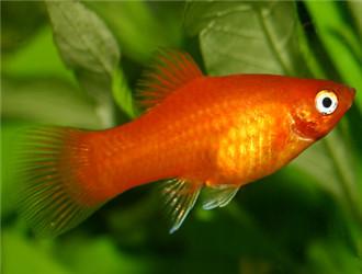 鱼缸里适合养哪些品种的鱼（哪些观赏鱼适合养在小鱼缸里）(10)