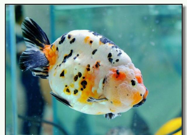 鱼缸里适合养哪些品种的鱼（哪些观赏鱼适合养在小鱼缸里）(4)