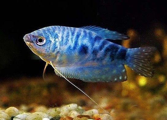 鱼缸里适合养哪些品种的鱼（哪些观赏鱼适合养在小鱼缸里）(15)