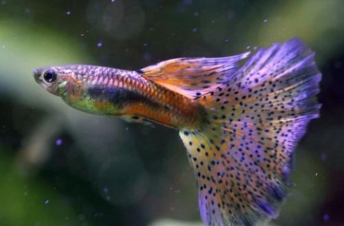 鱼缸里适合养哪些品种的鱼（哪些观赏鱼适合养在小鱼缸里）(12)