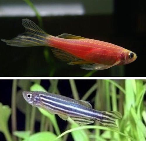 鱼缸里适合养哪些品种的鱼（哪些观赏鱼适合养在小鱼缸里）(14)