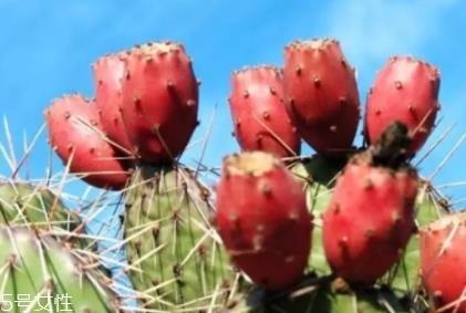 仙人掌果多少钱一斤