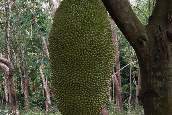 菠萝蜜为什么不甜 可能是没熟