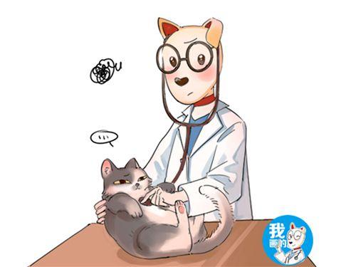 猫腹水最多能活几天(普通猫腹水可以自愈吗)