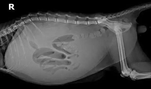 猫腹水最多能活几天(普通猫腹水可以自愈吗)