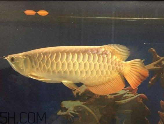 金龙鱼是什么鱼？金龙鱼多少钱一条