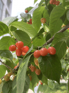 ​樱桃是什么季节的水果（家里种棵樱桃树，5月份满树都是果子，摘都摘不完）