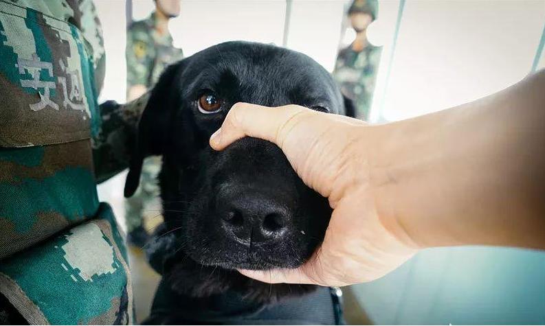 狗狗被主人打了会不会记仇-（德牧被主人打会记仇吗）