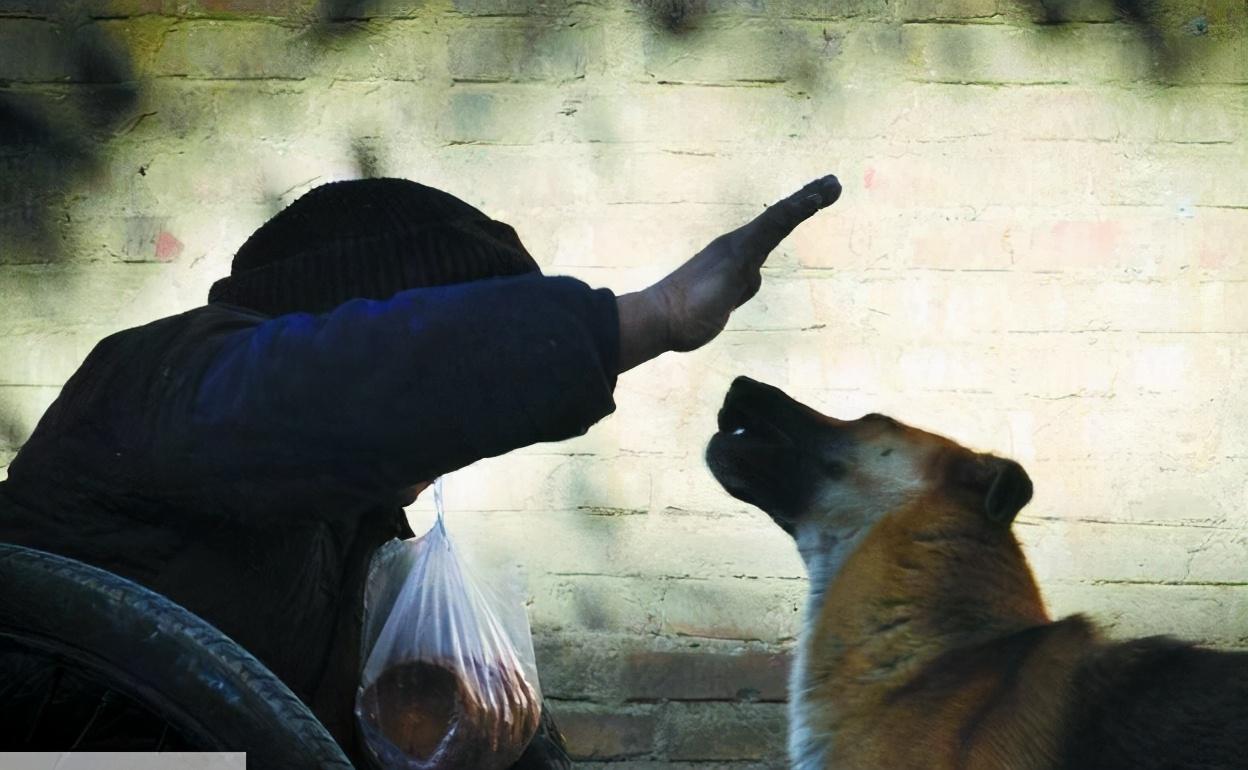 狗狗被主人打了会不会记仇-（德牧被主人打会记仇吗）