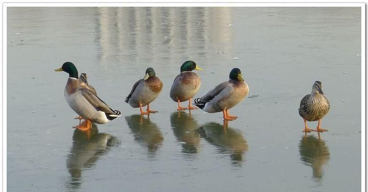 下雪了，鸡还在外面人们常说带毛东西不怕冷，鸡会冻死吗