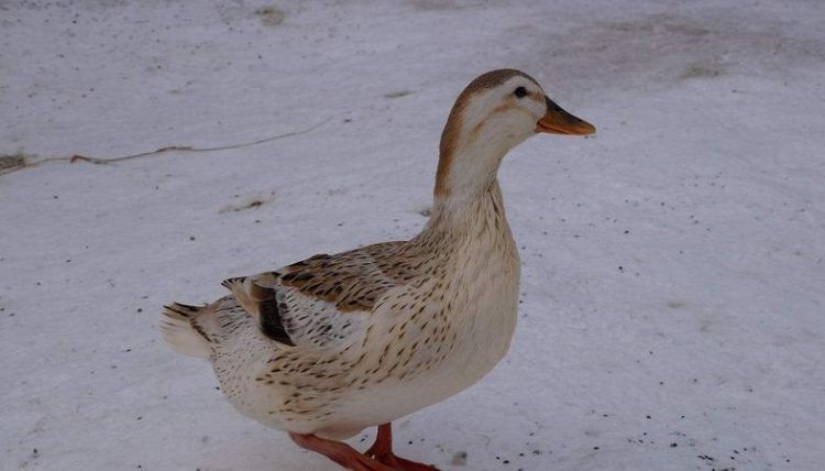 野鸭的脚丫冬天泡在冰水里为什么不怕冷
