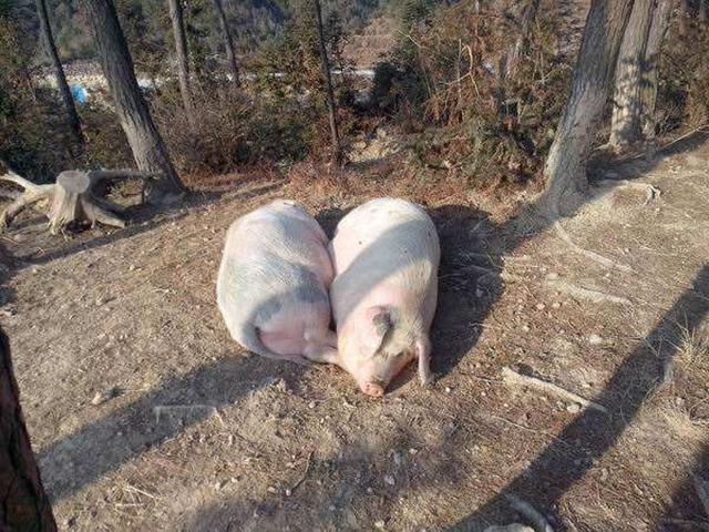 猪中暑症状及处理方案（猪在夏季为什么容易中暑）(3)