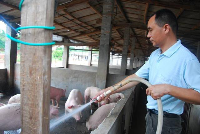 猪中暑症状及处理方案（猪在夏季为什么容易中暑）(5)