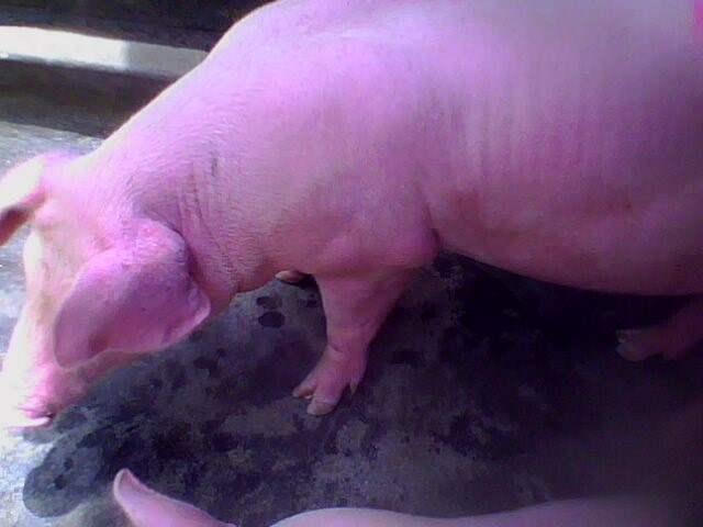 猪中暑症状及处理方案（猪在夏季为什么容易中暑）(4)