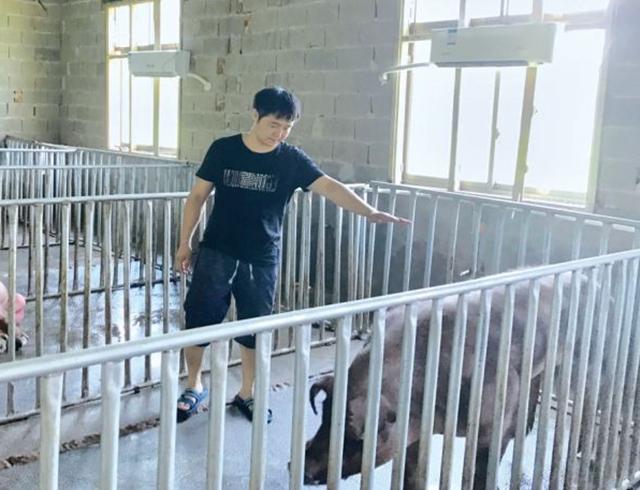 猪中暑症状及处理方案（猪在夏季为什么容易中暑）(2)